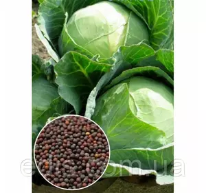 Капуста білоголова Московська пізня 50 г, вагове насіння Яскрава Капуста білоголова Московська пізня 50 г, вагове насіння Яскрава