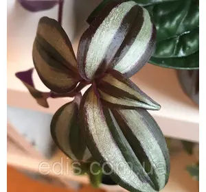 Традесканция зебрина Purple 10-15 см. 5/+ шт. 0,2 л. Традесканция зебрина Purple 10-15 см. 5/+ шт. 0,2 л.