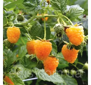 Малина Жовте Диво Малина Жовте Диво