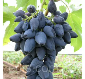 Виноград Вікінг Виноград Вікінг