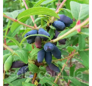 Жимолость Дует (рання) Жимолость Дует (рання)