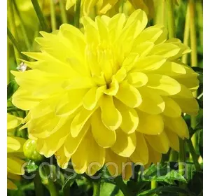 Жоржина низькоросла Melody Latin Жоржина низькоросла Melody Latin