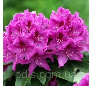 Рододендрон Anah Kruschke у контейнері Рододендрон Anah Kruschke у контейнері