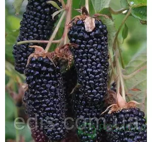 Ожина Чорний Діамант (Black Diamond) Ожина Чорний Діамант (Black Diamond)