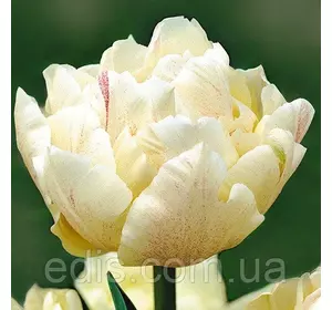 Тюльпан махровий ранній Montreux 3 цибулинки Тюльпан махровий ранній Montreux 3 цибулинки