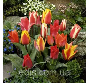 Набір тюльпанів Альпійська гірка (низькорослих сортів) 9 цибулин Набір тюльпанів Альпійська гірка (низькорослих сортів) 9 цибулин