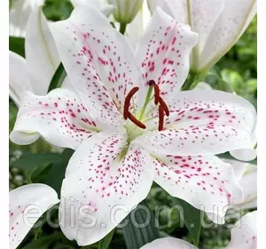 Лілія орієнтальна тигрова Extravaganza (Екстраваганза) 1 цибулина 12/14 Лілія орієнтальна тигрова Extravaganza (Екстраваганза) 1 цибулина 12/14