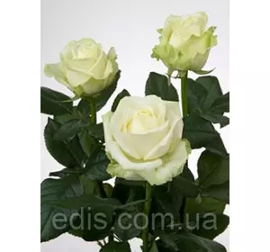 Троянда Аваланж (Avalanche) чайно-гібридна Троянда Аваланж (Avalanche) чайно-гібридна