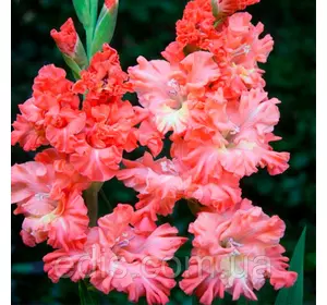 Гладіолус гофрований Rik's Frizzle (Рікс Фріззл) 3шт./уп. Гладіолус гофрований Rik's Frizzle (Рікс Фріззл) 3шт./уп.