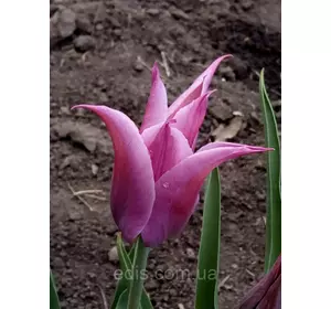 Тюльпан лілієвидний Maytime (Мэйтайм) 3 цибулинки Тюльпан лілієвидний Maytime (Мэйтайм) 3 цибулинки