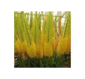 Еремурус жовтий Stenophyllus (кореневище) Еремурус жовтий Stenophyllus (кореневище)