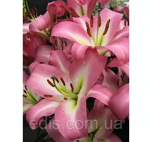 Лілія гігант Time Zone (Тайм Зон) 1 цибулина 12/14 Лілія гігант Time Zone (Тайм Зон) 1 цибулина 12/14