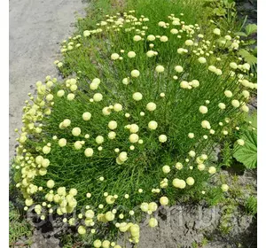 Сантоліна зелена, саджанці Сантоліна зелена, саджанці