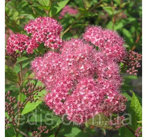 Спірея Froebelii в контейнері 2 л. Спірея Froebelii в контейнері 2 л.