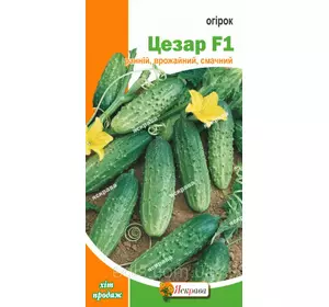 Огірок Цезар F1 0,5 г, насіння Яскрава Огірок Цезар F1 0,5 г, насіння Яскрава