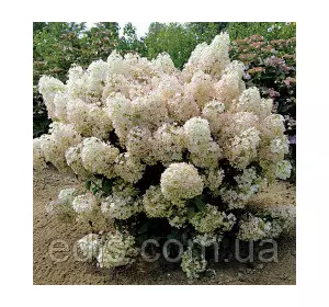 Гортензія волотиста Bobo (Бобо) Низькоросла! , горщик 0,5 л. Гортензія волотиста Bobo (Бобо) Низькоросла! , горщик 0,5 л.