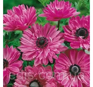 Анемона корончаста махрова The Admiral (Адмірал) 5 бульб/уп. Анемона корончаста махрова The Admiral (Адмірал) 5 бульб/уп.