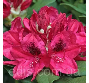 Рододендрон Lord Roberts Рододендрон Lord Roberts