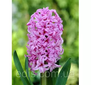 Гіацинт Anna Liza (Анна Ліза) 1 цибулина (калібр 18/19 - дуже великий) Гіацинт Anna Liza (Анна Ліза) 1 цибулина (калібр 18/19 - дуже великий)