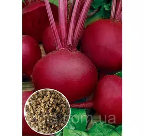 Буряк столовий Бордо 100 г, вагове насіння Яскрава Буряк столовий Бордо 100 г, вагове насіння Яскрава