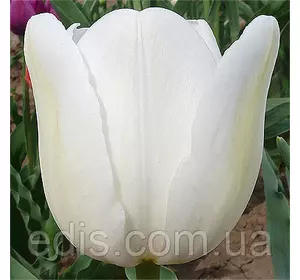 Тюльпан Тріумф Silver Dollar 3 цибулинки Тюльпан Тріумф Silver Dollar 3 цибулинки