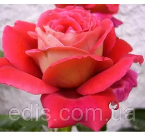 Троянда Кроненбург (Kronenbourg) чайно-гібридна Троянда Кроненбург (Kronenbourg) чайно-гібридна