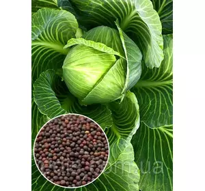 Капуста білоголова Харківська зимова 50 г, вагове насіння Яскрава Капуста білоголова Харківська зимова 50 г, вагове насіння Яскрава