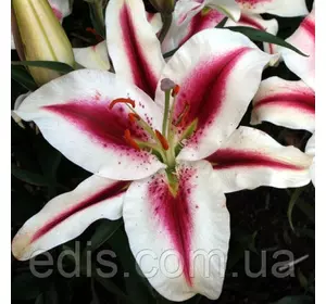 Лілія орієнтальна Hachi 1 цибулина 12/14 Лілія орієнтальна Hachi 1 цибулина 12/14