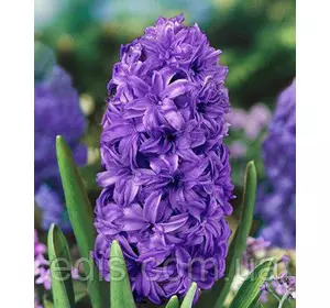 Гіацинт махровий Crystal Palace 1 цибулина (калібр 16/17 - великий) Гіацинт махровий Crystal Palace 1 цибулина (калібр 16/17 - великий)