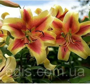 Лілія ОТ гібрид Shoking (Шокінг) 1 цибулина 12/14 Лілія ОТ гібрид Shoking (Шокінг) 1 цибулина 12/14