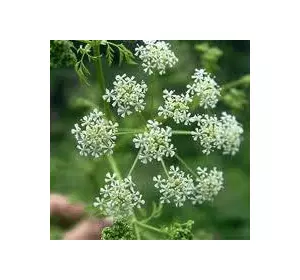 Кмин 2 г, насіння Яскрава Кмин 2 г, насіння Яскрава