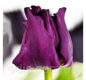 Тюльпан Хвилястий Crown of Negrita (Краун оф Негріта) 3 цибулини 11/12 Тюльпан Хвилястий Crown of Negrita (Краун оф Негріта) 3 цибулини 11/12