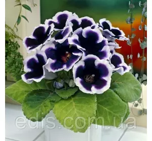 Глоксинія Kaiser Wilhelm (Кайзер Вільгельм) 1 бульба Глоксинія Kaiser Wilhelm (Кайзер Вільгельм) 1 бульба