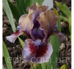 Ірис карликовий Posing Ірис карликовий Posing