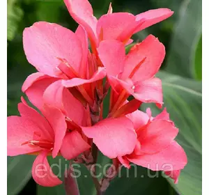 Канна Pink President (Пінк Президент) Канна Pink President (Пінк Президент)