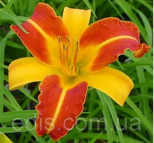 Лілейник Frans Hals кореневище Лілейник Frans Hals кореневище