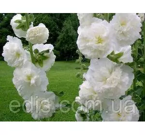 Мальва махрова Біла 0,2 г, насіння Яскрава Мальва махрова Біла 0,2 г, насіння Яскрава