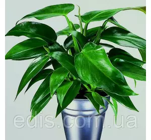 Філодендрон Тукстла, кімнатна рослина горщик Р9 Філодендрон Тукстла, кімнатна рослина горщик Р9