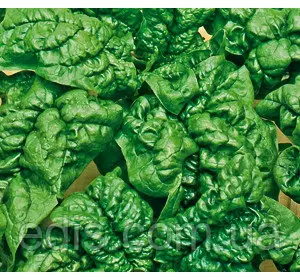 Шпинат Матадор 10 г насіння Яскрава Шпинат Матадор 10 г насіння Яскрава