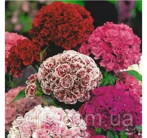 Гвоздика Турецька махрова 0,5 г, насіння Яскрава Гвоздика Турецька махрова 0,5 г, насіння Яскрава