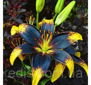 Лілія азіатська Tango Lion Heart 1 цибулина 12/14 Лілія азіатська Tango Lion Heart 1 цибулина 12/14