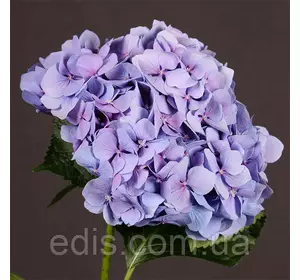 Гортензія Cinderella великолисткова у контейнері Гортензія Cinderella великолисткова у контейнері