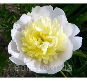 Півонія Primevere (Прімавера) кореневище Півонія Primevere (Прімавера) кореневище