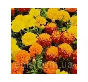 Чорнобривці низькорослі суміш 0,5 г, насіння Яскрава Чорнобривці низькорослі суміш 0,5 г, насіння Яскрава