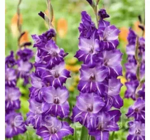 Гладіолус Hallowy (Халоі) 3 шт/уп. 12/14 Гладіолус Hallowy (Халоі) 3 шт/уп. 12/14