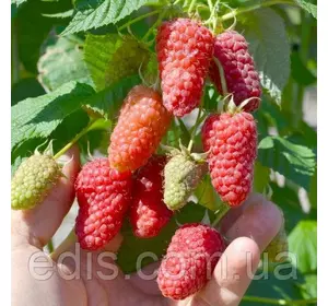 Малина Ісполін (малинове дерево) Малина Ісполін (малинове дерево)