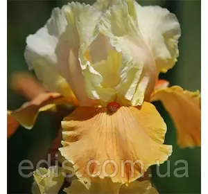 Ірис бородатий English Charm Ірис бородатий English Charm