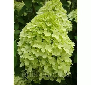 Гортензія волотиста Limelight (Лаймлайт) 2-річна, контейнер 1 л. Гортензія волотиста Limelight (Лаймлайт) 2-річна, контейнер 1 л.