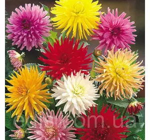 Жоржини кактусові суміш 0,3 г, насіння Яскрава Жоржини кактусові суміш 0,3 г, насіння Яскрава