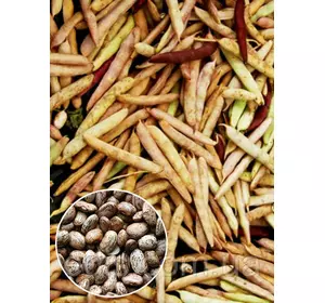 Квасоля Перепілочка 500 г (кущова), вагове насіння, Яскрава Квасоля Перепілочка 500 г (кущова), вагове насіння, Яскрава